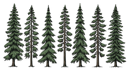 Captivating evergreen forest scene with diverse fir trees, perfect for nature themes and outdoor inspiration