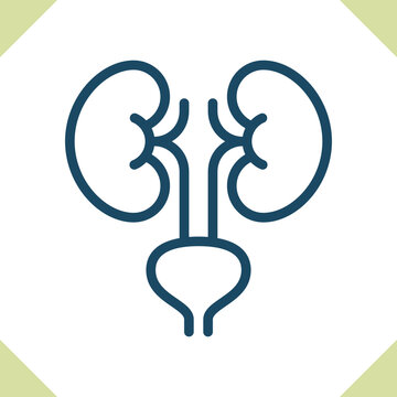 Kidneys Icon