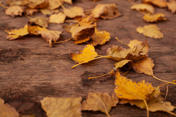 autumn leaves on the ground