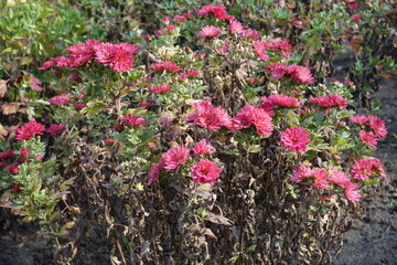 Cerise colored flowers of Chrysanthemums in mid October