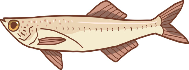 illustration of an Anchovy