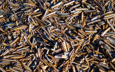 Hundreds of empty shells of razor clams (Pharidae), marine saltwater clams of the order Adapedonta. This family of clams is related to the razor clams. Flotsam washed up at low tide on the North Sea 