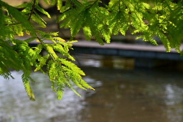 Bright green to yellow-green needle-like bald cypress (Taxodium distichum) foliage in sunlight above brown water surface, blurred wooden boardwalk with railing in background, wetland setting.