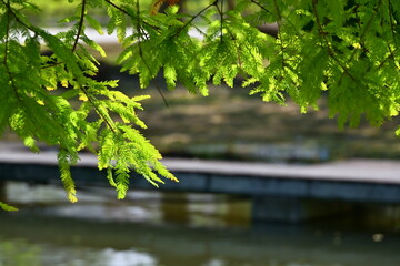 Bright yellow-green bald cypress (Taxodium distichum) needle-like leaves on branches backlit by...