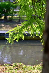 Bright yellow-green feathery bald cypress (Taxodium distichum) foliage illuminated by sunlight over calm dark water canal with reflections, muddy bank with fallen leaves, blurred background, Taiwan.