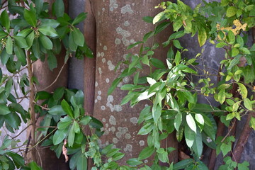 Thick tree trunk with textured bark and lichen, dense green foliage around, large dark leaves left,...