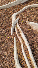 A close-up view of large tree roots on the ground. Surrounded by small brown wood chips and green grass.