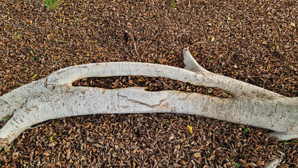 A close-up view of large tree roots on the ground. Surrounded by small brown wood chips and green grass.
