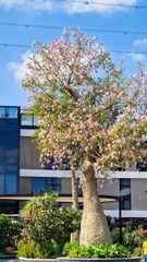 Close-up of pink silk floss tree flowers, Ceiba speciosa, showcasing vibrant pink and yellow petals against green leaves.	
