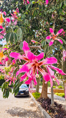 Close-up of pink silk floss tree flowers, Ceiba speciosa, showcasing vibrant pink and yellow petals against green leaves.	

