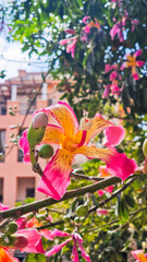 Close-up of pink silk floss tree flowers, Ceiba speciosa, showcasing vibrant pink and yellow petals against green leaves.	
