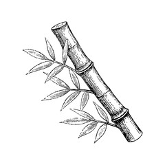 A hand-drawn sketch of bamboo stalks and leaves a natural element symbolizing strength and flexibility