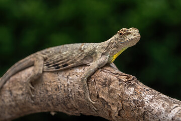 Draco volans, also known as the common flying dragon, is a species of lizard in the family Agamidae. The species is endemic to Southeast Asia.