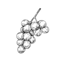 A simple hand-drawn sketch of a bunch of grapes on the vine ideal for wine and harvest themes