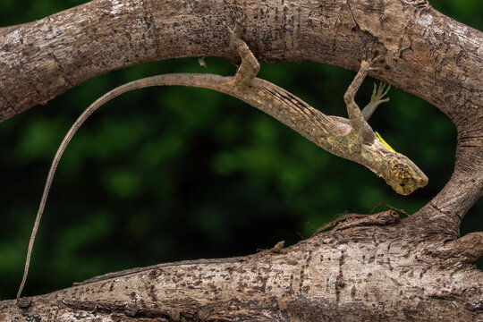 Draco volans, also known as the common flying dragon, is a species of lizard in the family Agamidae. The species is endemic to Southeast Asia.