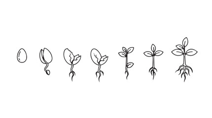 Plant growth stages seed sprout germination root development seedling evolution botanical art line drawing silhouette