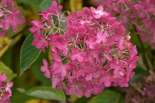 A lovely pink hydrangea in a garden.
