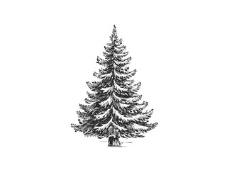 Christmas tree vector illustration, hand drawn pine tree sketch, vintage holiday design for festive greeting or decoration