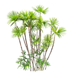 シュロチク　10月撮影　樹高350cm