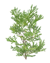 ブラシノキ10月撮影　樹高280cm