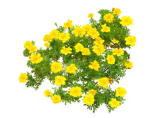 マリーゴールド　10月撮影