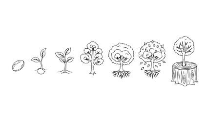 Stages of tree growth from seed to mature forest canopy series silhouette