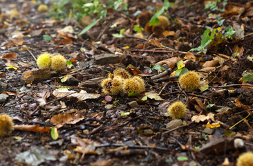 Close-up of chestnut burrs and seeds (Castanea sativa) fallen on the forest floor. Autumnal, damp, and natural atmosphere. Ideal for articles on nature, seasons, or forest products.