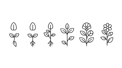 Hand-drawn botanical growth stages showing seedling to blooming plant progression silhouette