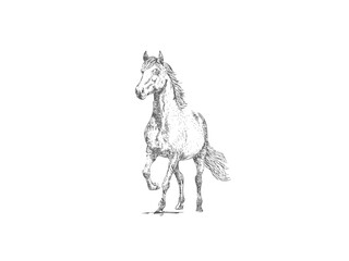 Fototapeta premium Horse vector illustration, hand drawn farm animal portrait, vintage sketch design for logo, poster or equestrian theme
