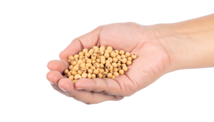 Handful of coriander seeds in open palm, ready for cooking