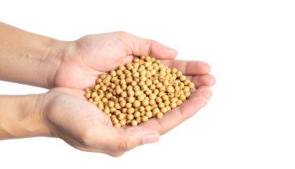 A close-up shot of a person holding a handful of golden soybeans