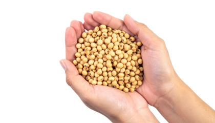 A person holding a handful of soybeans