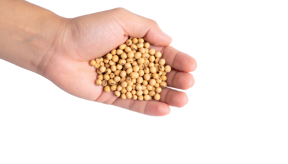 A handful of golden soybeans being held in an outstretched hand. The seeds are round and light brown, and the hand appears to be showcasing them