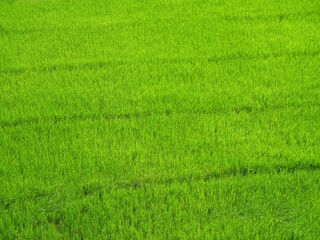 Aerial view of the green rice plant field in water on dirt land, Cereal crop in tropical, Rural in Thailand