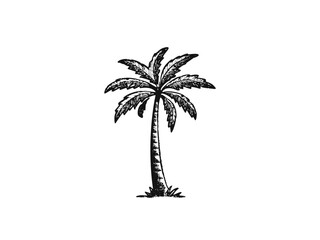 Palm Tree Vector Illustration – Hand Drawn Tropical Tree Sketch