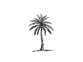 Palm Tree Vector Illustration – Hand Drawn Tropical Tree Sketch