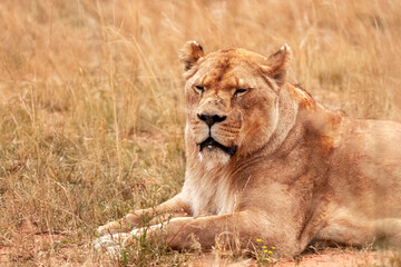 Lionne allongée dans la savane