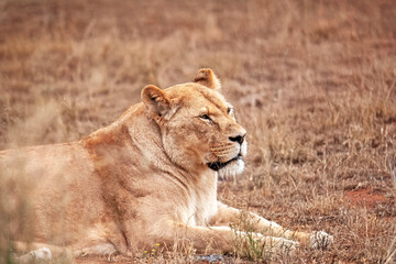 Lionne allongée dans la savane