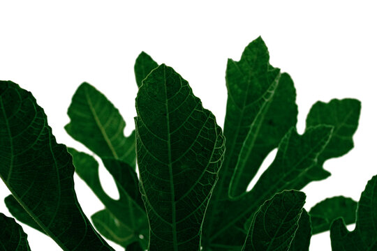 Green fig leaves close up with botanical texture on white background