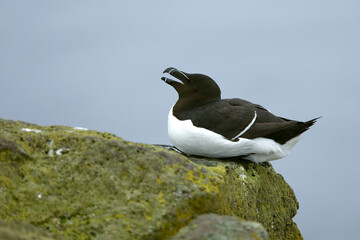 Razorbill on a cliff in northern Iceland on a cloudy summer day with the last light