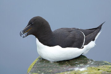 Razorbill on a cliff in northern Iceland on a cloudy summer day with the last light