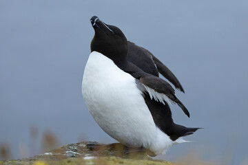 Razorbill on a cliff in northern Iceland on a cloudy summer day with the last light