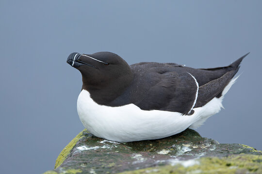 Razorbill on a cliff in northern Iceland on a cloudy summer day with the last light