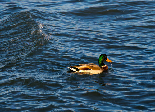 Wild mallard ducks on the shore of Balaton lake , Hungary, Europe	