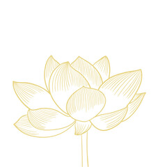Lotus flower hand drawn golden lines