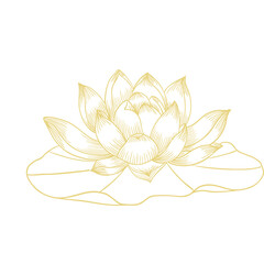Lotus flower hand drawn golden lines