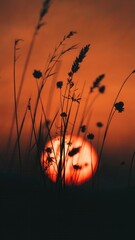 Silhouette of grass and plants against a vibrant orange sunset in the countryside