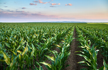 Green cornfield growing under a beautiful rural sunset sky