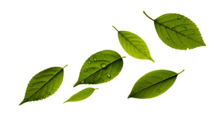 Scattered green leaves with water droplets on a transparent background creating a natural composition png