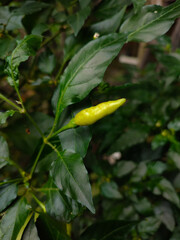Green Chili Pepper Growing on Plant